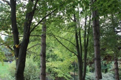 NB2014-CedricBernadotte-4